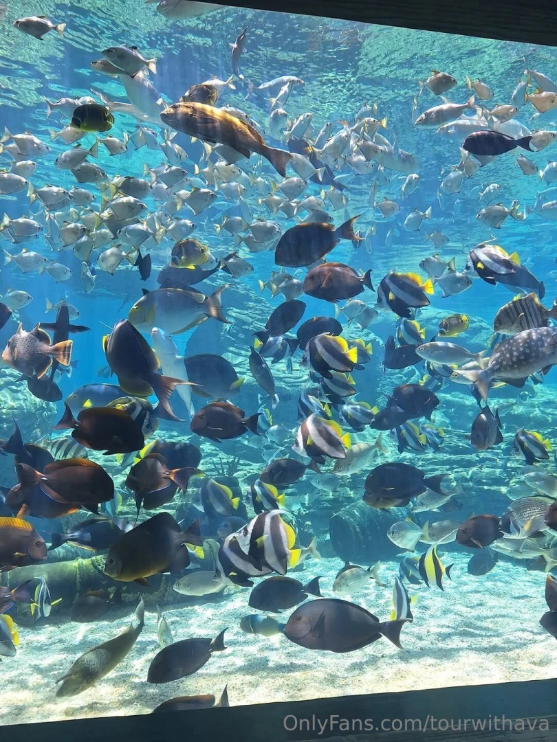 Because south africa part 8 