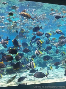 Because south africa part 8