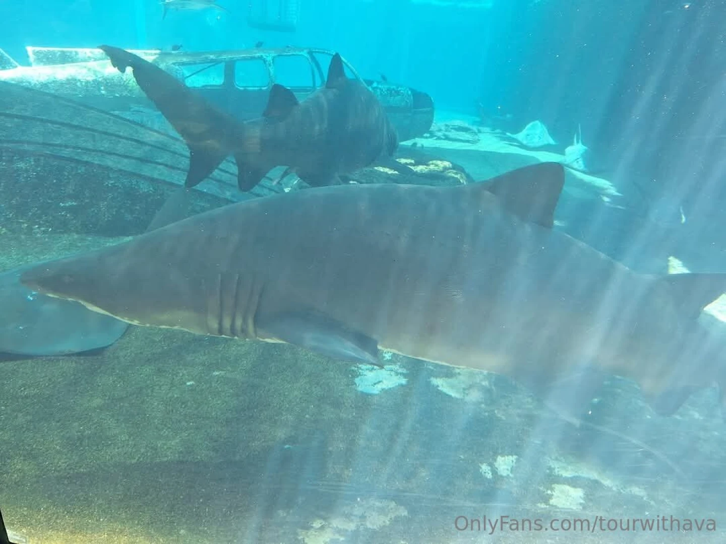 Because south africa 