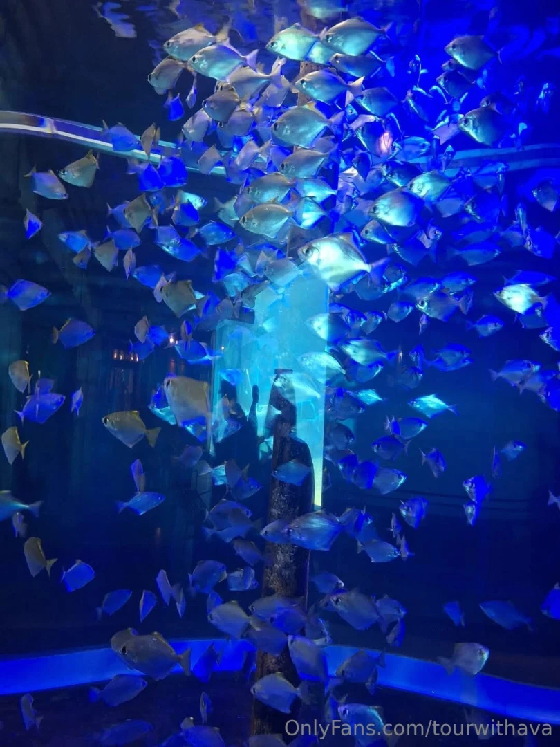 Because south africa part 5 