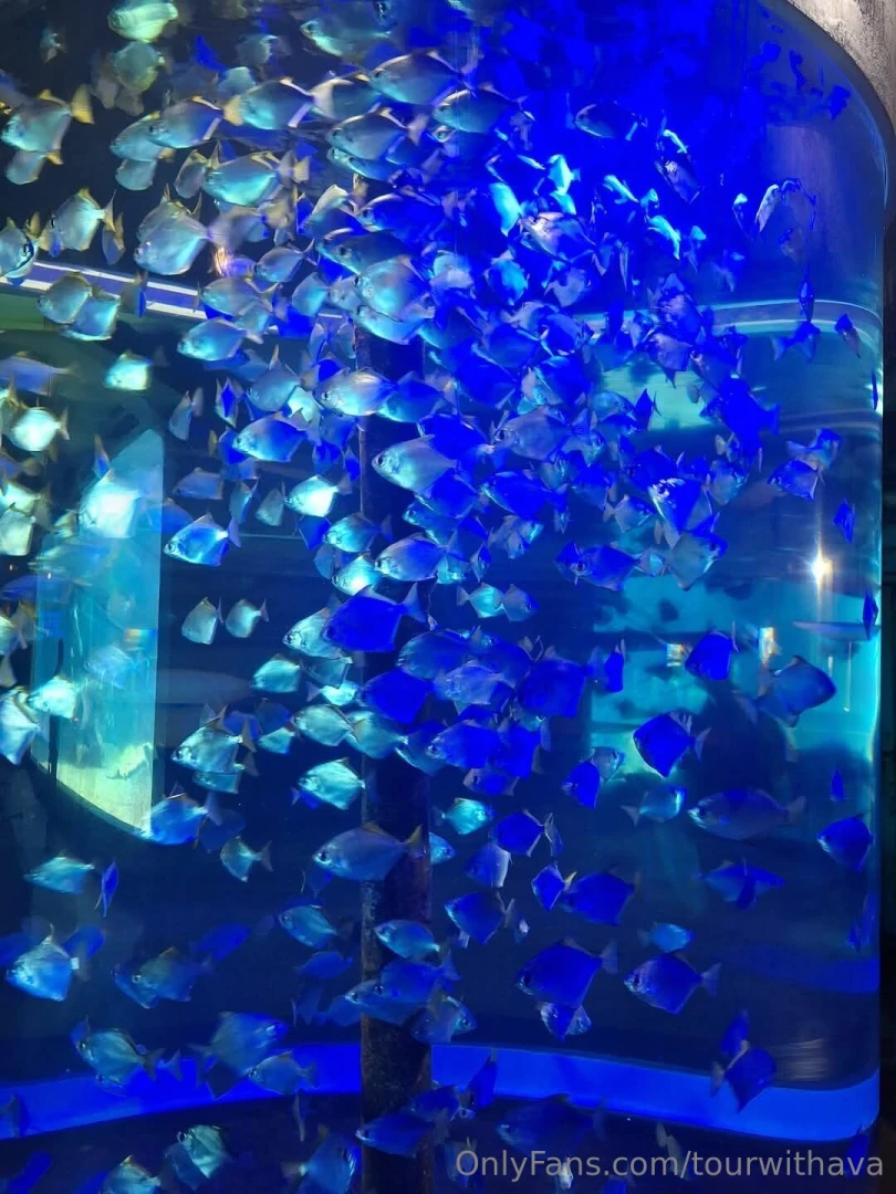 Because south africa part 9 