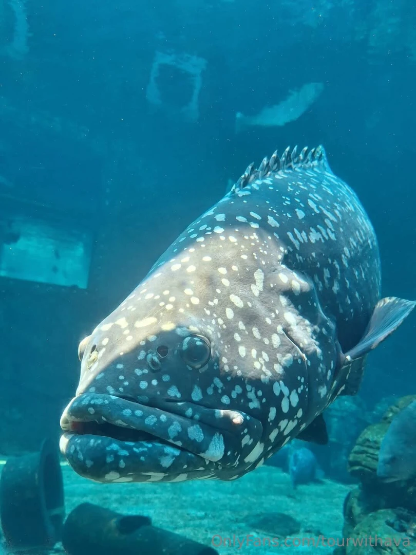 Because south africa part 1 