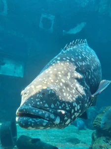 Because south africa part 1