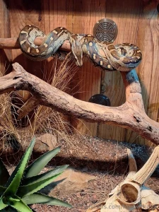 Because south africa part 3