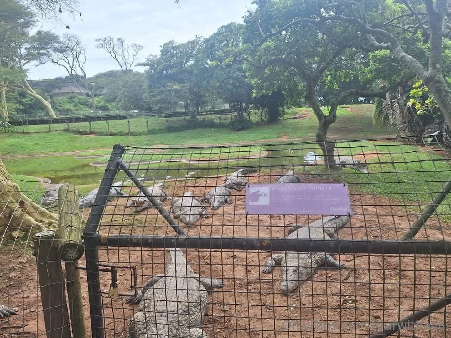 Because south africa part 7 