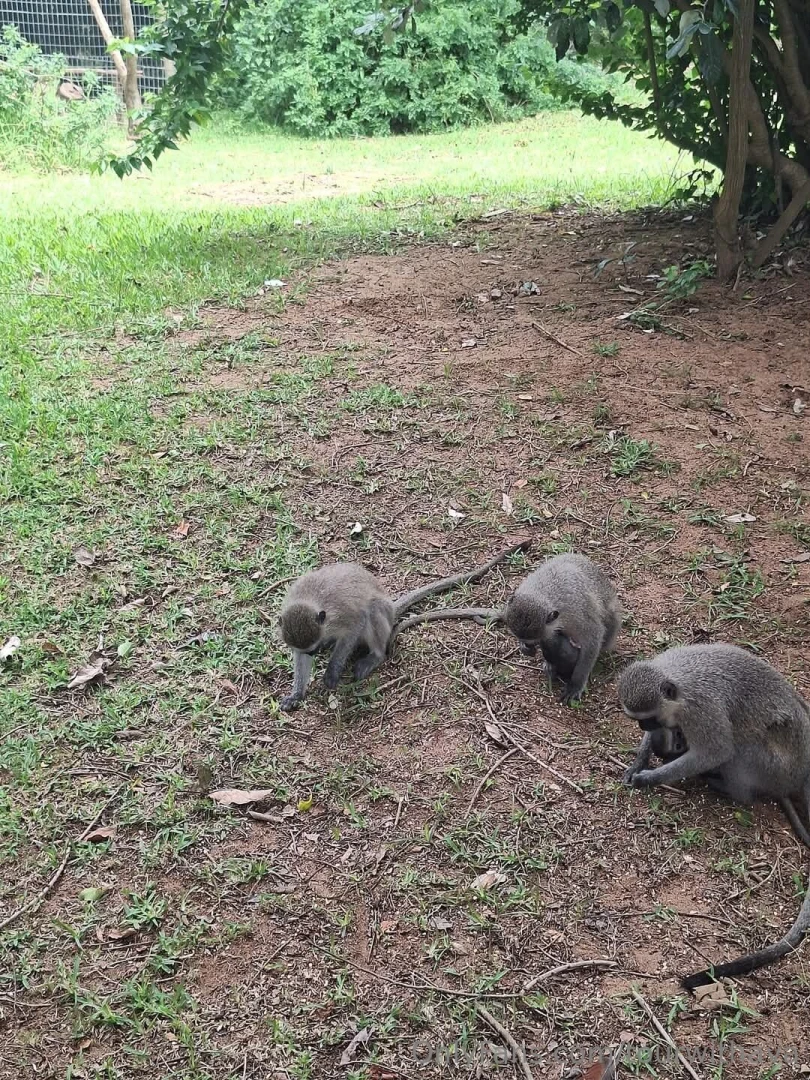 Because south africa part 4 