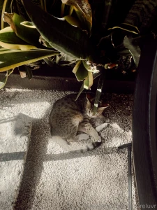 I always find the best cats anywhere i go i loved her she was so part 1