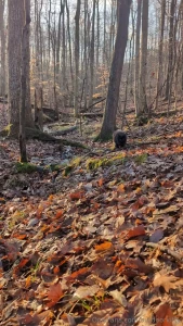 outdoorkitty - Went on a beautiful walk this morning this 70 weather makes my soul so part 1 