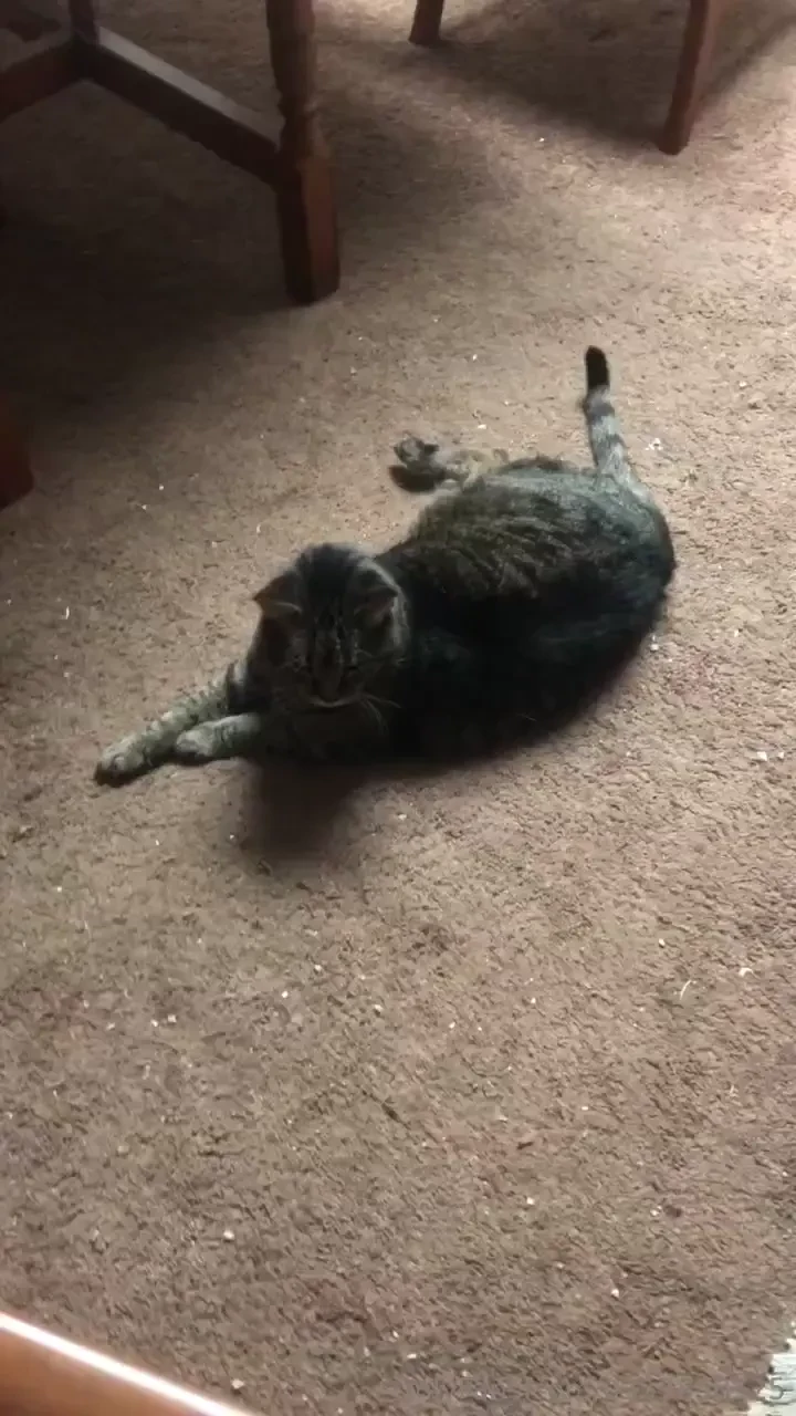 Gizmo saying hi back 