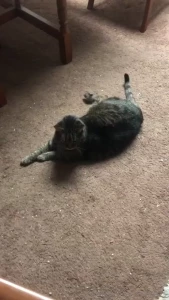 Gizmo saying hi back