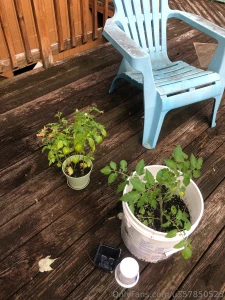 Tomato and ornamental pepper