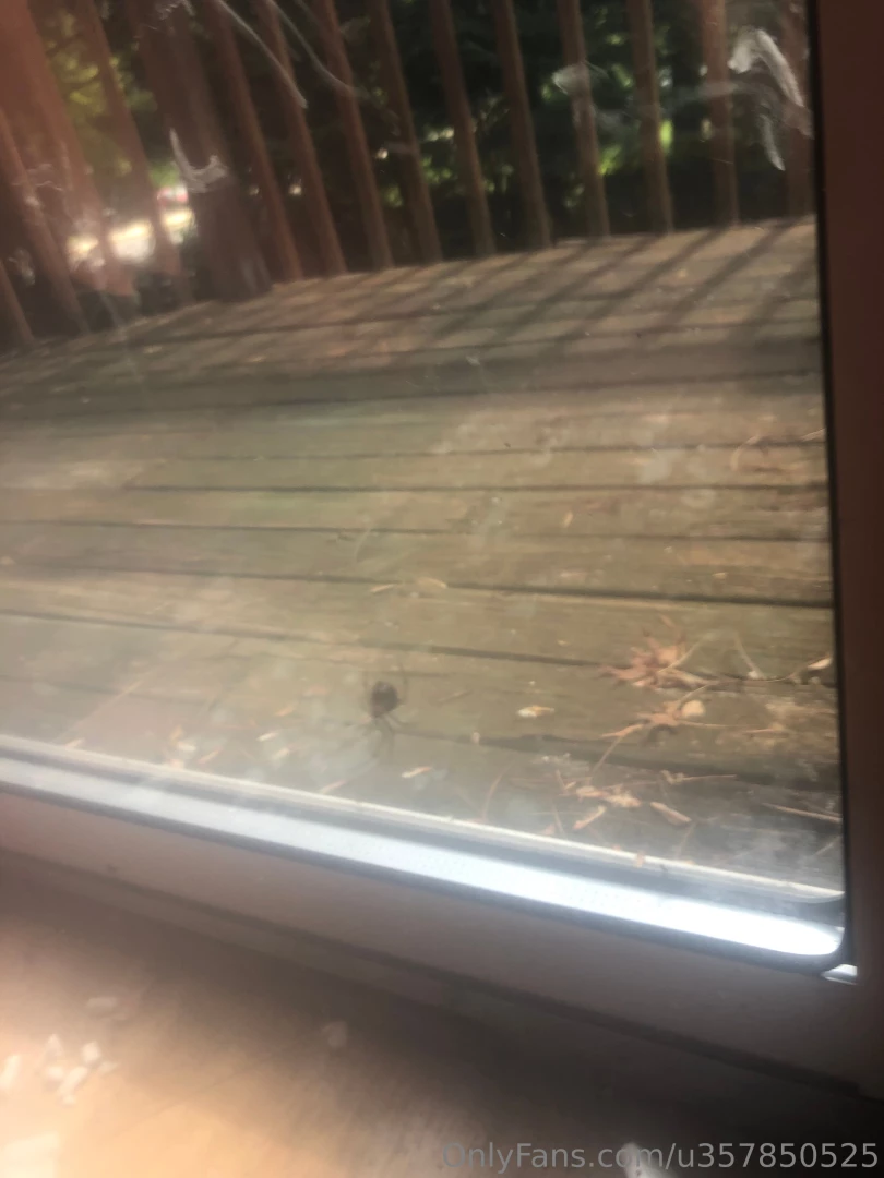 Pet spider in the hot cold room 