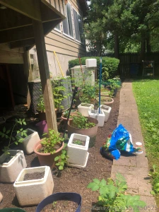 Vegetable weed fruit garden
