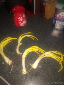Planing onions i sprouted