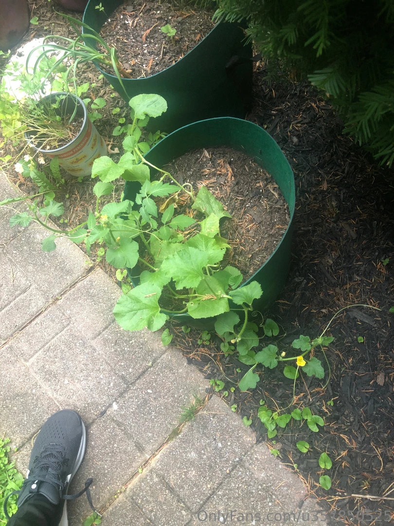 Cantaloupe part 3 