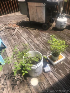 Tomatoes and ornamental peppers