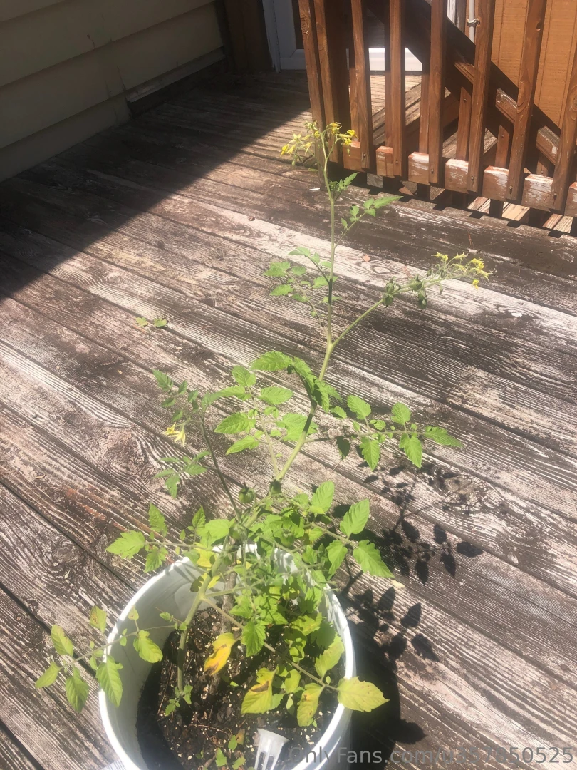 Tomato s part 1 