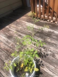 Tomato s part 1