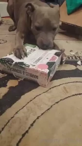 Fila is so smart she plays with puzzles