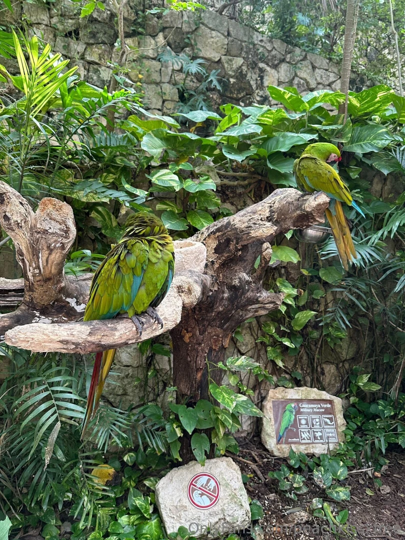 Mexico day 4 adventures in xcaret what a day we kicked things off 
