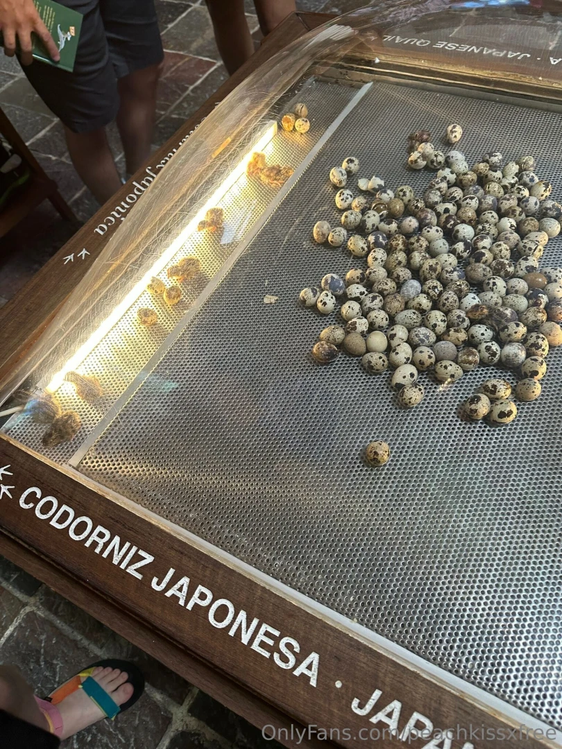 Mexico day 4 adventures in xcaret what a day we kicked things off part 1 