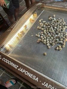 Mexico day 4 adventures in xcaret what a day we kicked things off part 1