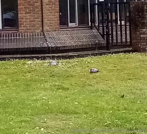 Went out for a walk in the rain today saw two round wood pigeons part 3