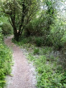 My walk today the weather was nice not too hot and not too windy part 1