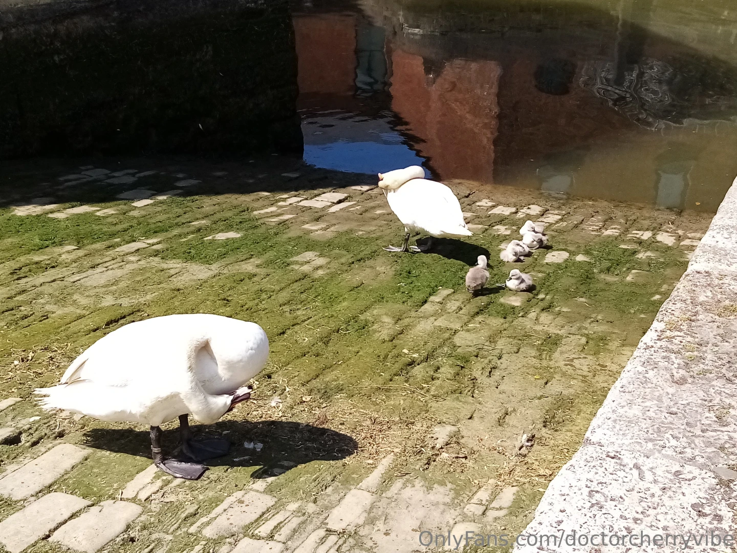 My walk today the weather was nice not too hot and not too windy 