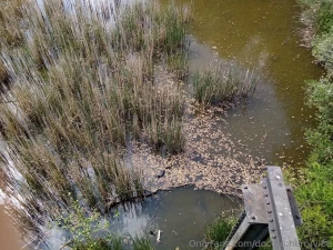 My walk today the weather was nice not too hot and not too windy part 2