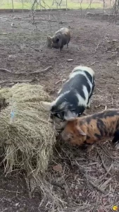 Well friends this past week was hard honestly from the second my kids part 4