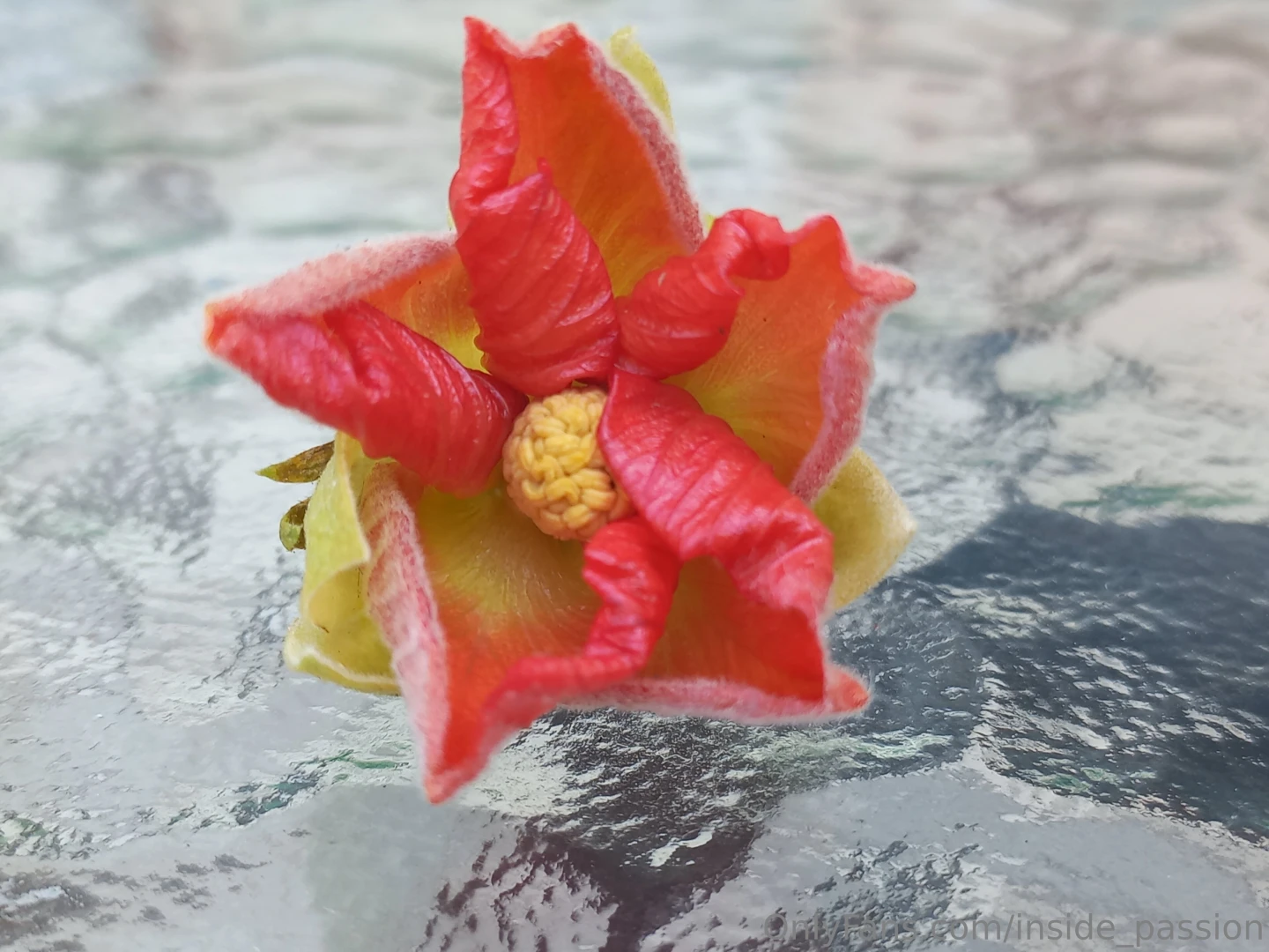 I fiori del mio giardino tu che hai visto quella foto si proprio 