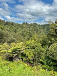 Forests as far as the breast can see i love these shorts do you agree part 1