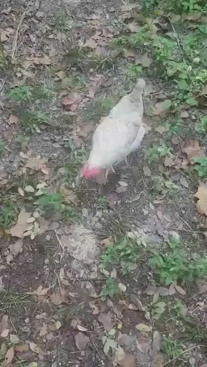 Took nudes got snuck up on by a random chicken in the process so now part 1 