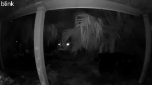 This is them leaving last night at 3 am this is her coming back at 9