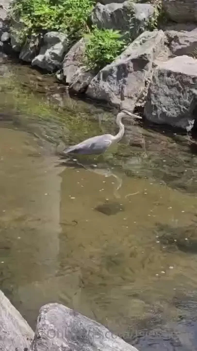 Just some pictures and a video by the river last picture is the grape 