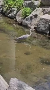 Just some pictures and a video by the river last picture is the grape