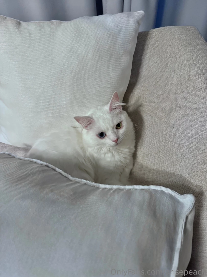 My cat passing by to say hi 