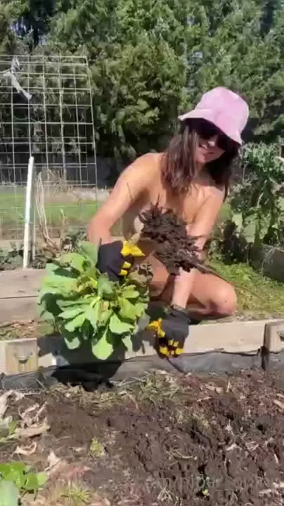 None of the lettuce i planted made it and there aren t many peas 