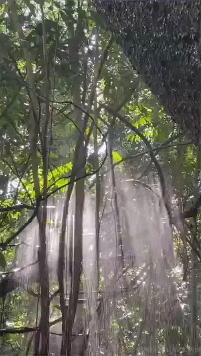 It s so beautiful it s like it s all artificial 