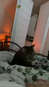 Ok now i m really procrastinating however if boots could just learn to