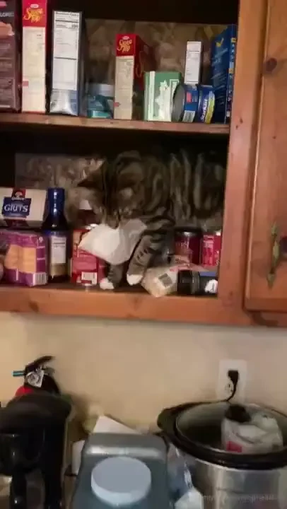 My fuzzy ball of annoying joy part 1 