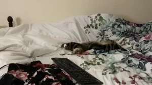 My fuzzy ball of annoying joy