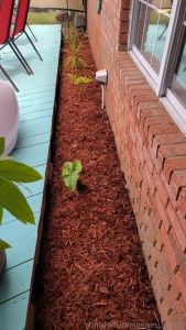 Flexed my green thumb a little over the past few days and enjoyed the part 2