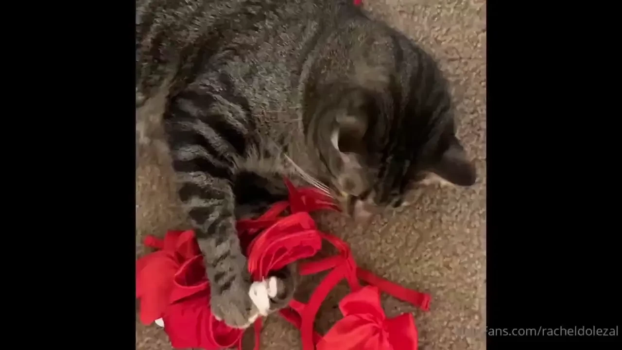 The cat stole my lingerie 