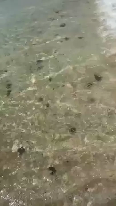 Can we spend the day at the beach 