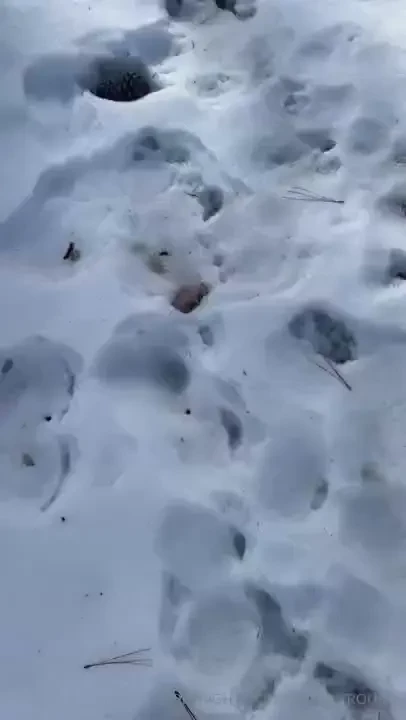 Quien quiere venir conmigo a la nieve amores 