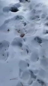 Quien quiere venir conmigo a la nieve amores