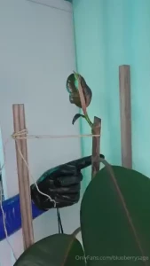 A little update on my rubber tree s