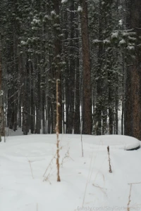 Can you spot me wandering around in the forest